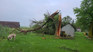 Tree Snapped Courtesy John G